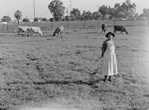 Ranch Prints: This farm of twelve acres operated as a prune ranch
