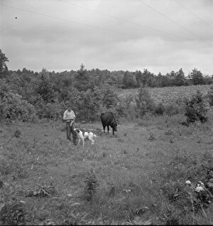 Farm boy with his dog as companion ties out cow in pasture... Person County, North Carolina, 1939