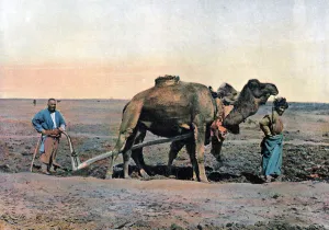 L Boulanger Prints: Farm labourers ploughing with a camel, Caucasus, c1890. Artist: Gillot