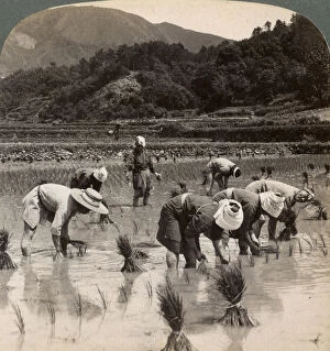 Rice Paddy Gallery: Farm labourers transplanting rice shoots near Kyoto, Japan, 1904. Artist: Underwood & Underwood