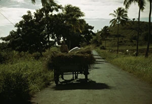 Jacob Ovcharov Gallery: A farm road near one of the 'villages'on the northern coast, St. Croix, Virgin Islands, 1941