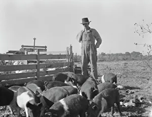 Pigs Prints: Farm Security Administration (FSA) rural rehabilitation client