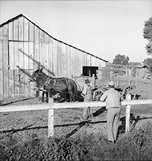 Industrial Accident Prints: Farm Security Administration rural rehabilitation client