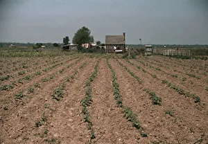 Post Marion Prints: Farm in southern U.S... Louisiana?, ca. 1940. Creator: Marion Post Wolcott