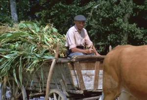 Produce Gallery: Farmer and his cart in Hungary. Artist: CM Dixon
