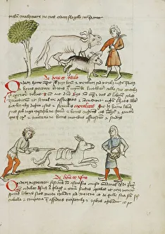 Fables Prints: A Farmer with an Ox and Calf: A Man Hitting a Donkey: A Man