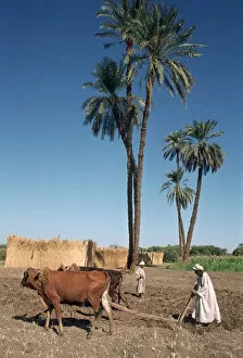 Ox Drawn Plough Gallery: Farmer with an ox-drawn plough, Dendera, Egypt