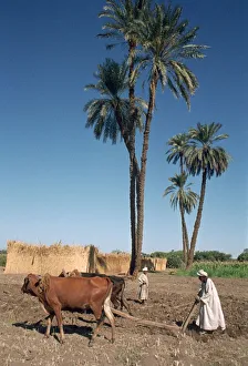 Soil Prints: Farmer with an ox-drawn plough, Dendera, Egypt