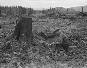 Preparations Gallery: Farmer preparing to blow tamarack stump, Bonner County, Idaho, 1939. Creator: Dorothea Lange