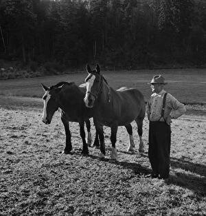 Farmer shown with his team... near Centralia, Lewis County, Wester Washington, 1939. Creator: Dorothea Lange