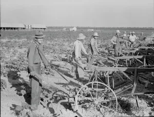 Cultivating Prints: Farmers about to begin cooperative cultivation of cotton at Lake Dick project