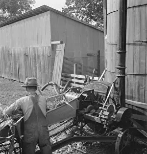Farmers feeding corn into cooperatively... near W Street at Carlton, Yamhill County, Oregon, 1939