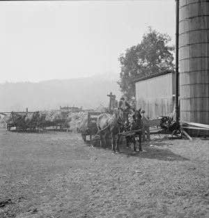 Farmers feeding corn into cooperatively owned... near W Street at Carlton, Oregon, 1939. Creator: Dorothea Lange