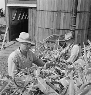 Farmers feeding corn into cooperatively owned... near W Street at Carlton, Oregon, 1939. Creator: Dorothea Lange