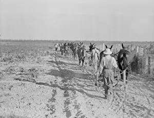 Cultivating Prints: Farmers with mule teams and cultivators