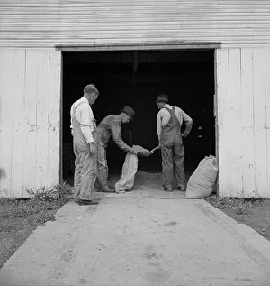 Workwear Prints: Farmers sacking grasshopper bait, Oklahoma City, Oklahoma, 1937. Creator: Dorothea Lange
