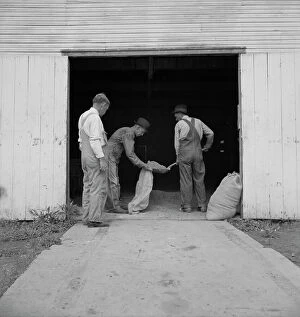 Bib Overalls Collection: Farmers sacking grasshopper bait, Oklahoma City, Oklahoma, 1937. Creator: Dorothea Lange