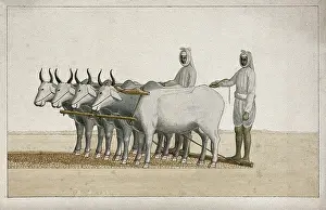 Team Prints: Two farmers using oxen to plough the land, (between 1800 and 1899?). Creator: Unknown