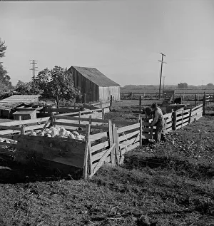 Resettlement Prints: Farmyard of rural rehabilitation client