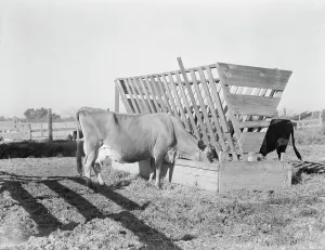 Cattle Farm Prints: Farmyard scene, FSA's rural rehabilitation client