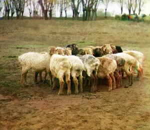 Uzbekistan Prints: Fat [sic] sheep, Golodnaia Steppe