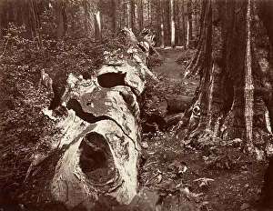Carleton Emmons Collection: The Father of the Forest, 112 feet circumference, Calaveras Grove, 1865-66, printed ca