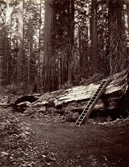 Sentinel Rock Prints: Father of the Forest, 1865-66, printed ca. 1876. Creator: Carleton Emmons Watkins