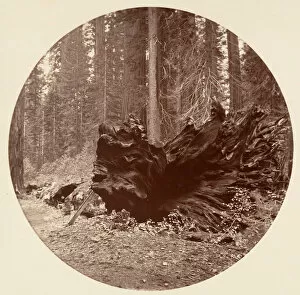Carleton Emmons Collection: The Father of the Forest 450 ft C. Grove, ca. 1878. Creator: Carleton Emmons Watkins
