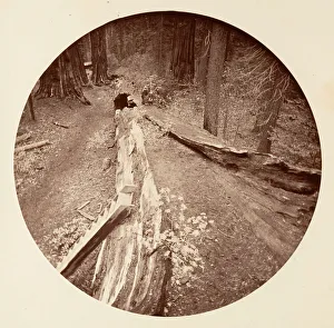 Carleton Emmons Collection: The Father of the Forest 450 Ft Long, C. Grove, ca. 1878