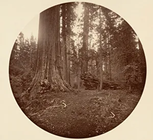 Calaveras County Gallery: The Father of the Forest - C. Grove, ca. 1878. Creator: Carleton Emmons Watkins