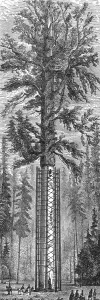 Sequoiadendron Giganteum Prints: The Father of the Forest; California and its prospects, 1875. Creator: Frederick Whymper
