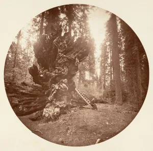 Ladder Prints: The Father of the Forest - The Horse Back Side. Calaveras Grove, ca. 1878