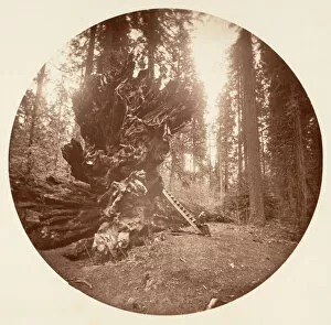 Calaveras County Gallery: The Father of the Forest - The Horse Back Side. Calaveras Grove, ca. 1878