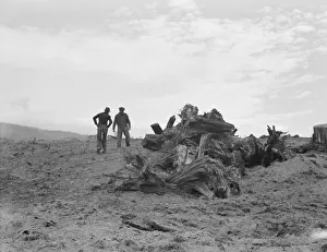 Boundary Idaho United States Of America Collection: Father and son have cleared thirty acres of raw stump land in 3 years, Boundary County, Idaho, 1939