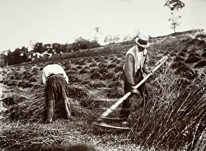 Reaping Prints: Faucheurs, Somme, 1890s, (1956). Creator: Eugene Atget