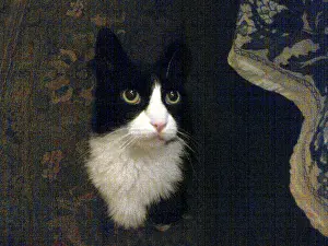 Tom Artin Prints: Favorite Cat. Creator: Tom Artin