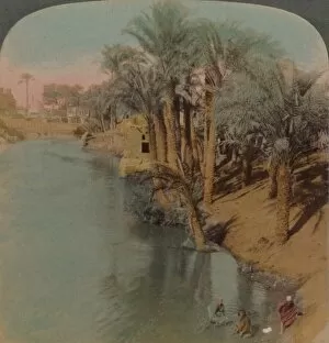 Elmer Underwood Collection: In the Fayum, the richest Oasis in Egypt on Bahr Yussef (River Joseph), to the Nile, 1902