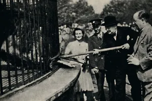 Thomson Collection: Feeding Rota, The Pinner Lion, 1940s, (1945). Creator: Unknown