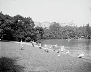 Swans Prints: Feeding the swans, Central Park, New York, c1903. Creator: Unknown