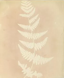 Calotype Negative Collection: Felce, 1839. Creator: William Henry Fox Talbot