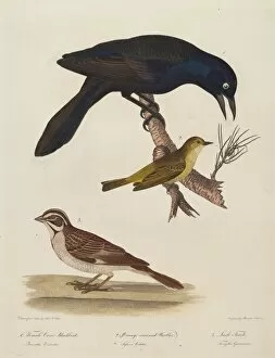 Female Crow Blackbird, Orange-Crowned Warbler, Lark Finch. Creator: Alexander Lawson