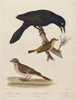 Blackbird Prints: Female Crow Blackbird, Orange-Crowned Warbler, Lark Finch. Creator: Alexander Lawson