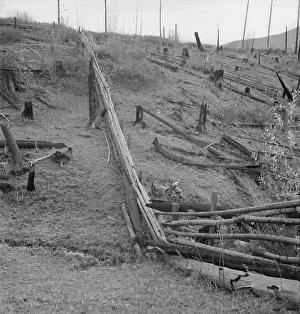 Fencing Prints: Fencing on new farms in cut-over area
