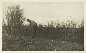 Agricultural Collection: Fencing in Suffolk, c. 1883 / 87, printed 1888. Creator: Peter Henry Emerson
