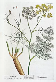 Herb Gallery: Fennel, 1782. Artist: Elizabeth Blackwell