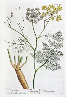 Cooking Gallery: Fennel, 1782. Artist: Elizabeth Blackwell