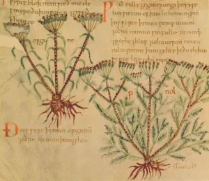 Medicinal Gallery: Fennel, 1947