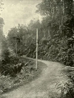 Fern Growth, Illawarra, New South Wales, 1901. Creator: Unknown