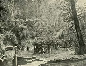 Tasmania Gallery: Fern Tree Bower and Track, Mount Wellington, 1901. Creator: Unknown