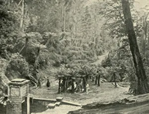 Track Prints: Fern Tree Bower and Track, Mount Wellington, 1901. Creator: Unknown